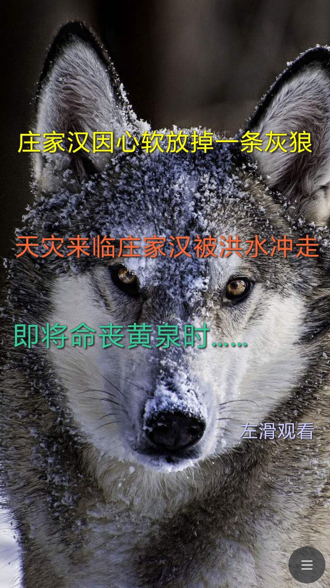 灰狼直播苹果版懂球帝下载安装苹果版-第2张图片-太平洋在线下载